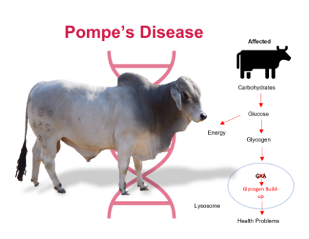 Pompes